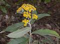 Boneset-Leaf Inula